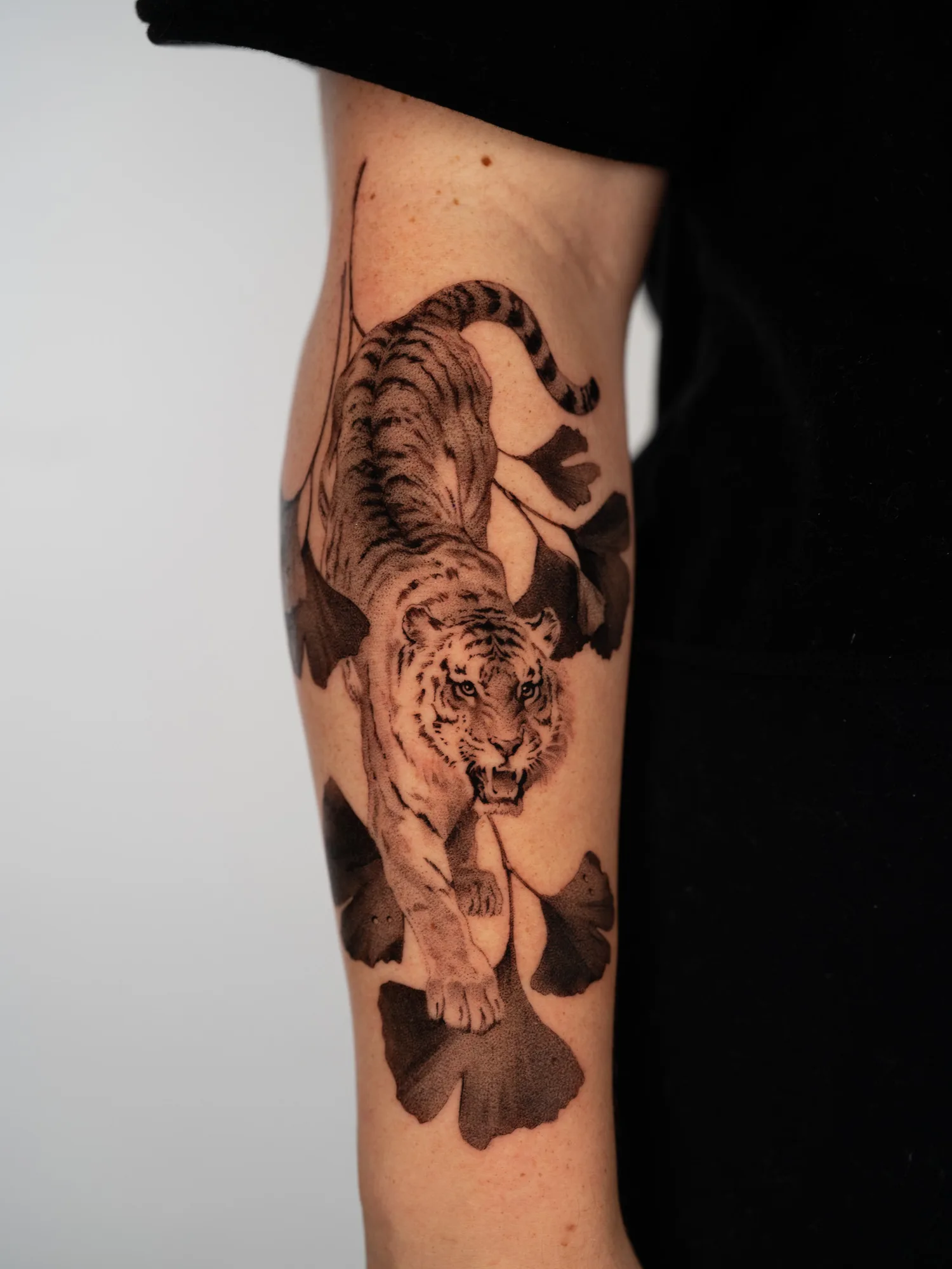 Black and grey realism tattoo of a tiger walking downward through oversized ginkgo leaves, on a forearm.