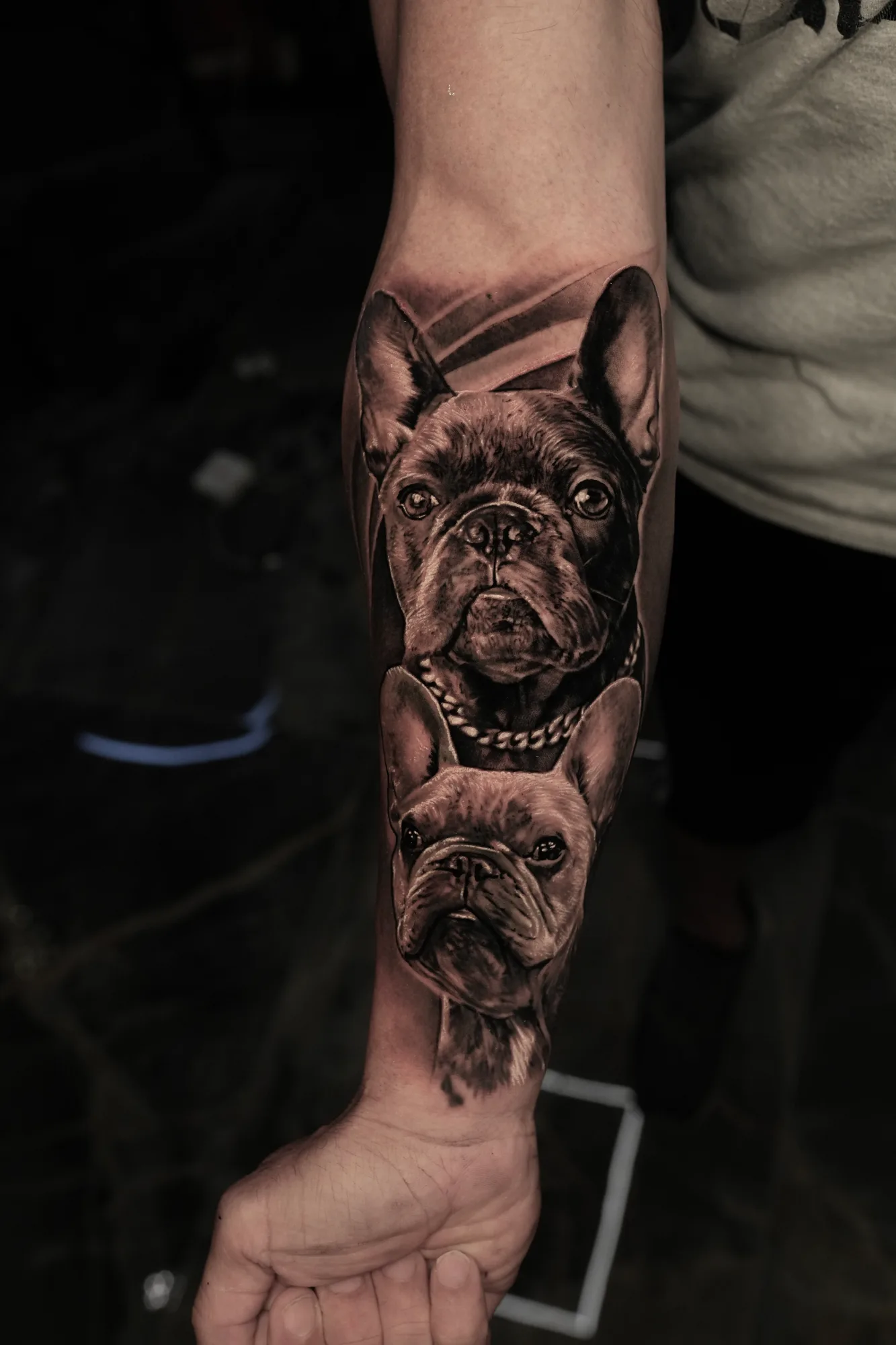 Realistic tattoo of two French bulldogs on forearm.