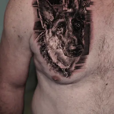 Realistic German Shepherd tattoo on chest